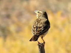 Galerida magnirostris magnirostris