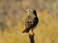 Galerida magnirostris magnirostris