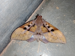 Ischyja marapok