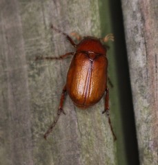 Phyllophaga crinita