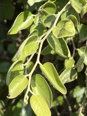 Capparis tomentosa