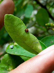 Pentilia chelsea