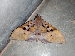 Ischyja marapok