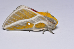 Syssphinx albolineata
