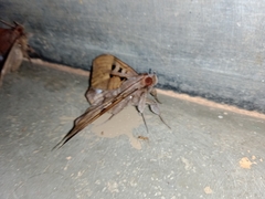 Ischyja marapok