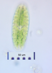 Netrium digitus