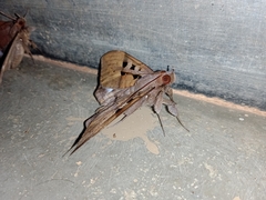 Ischyja marapok