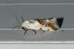Acontiinae