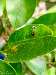 Pentilia chelsea
