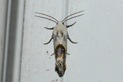 Acontiinae