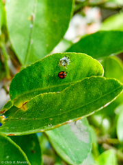 Pentilia chelsea