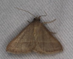 Hemeroplanis parallela