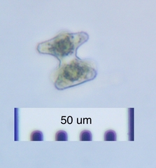 Staurastrum disputatum