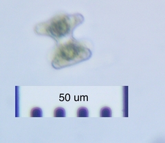 Staurastrum disputatum