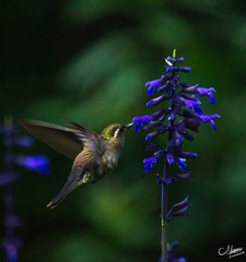 Lampornis amethystinus