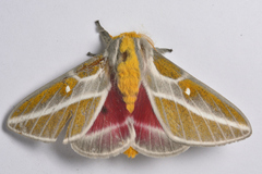 Syssphinx albolineata