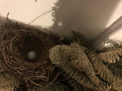 Haemorhous mexicanus