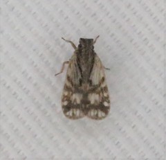 Bothriocera drakei