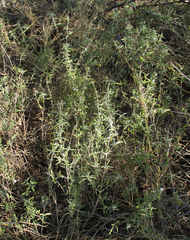 Leucas capensis image