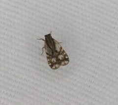 Bothriocera drakei