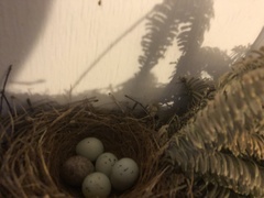 Haemorhous mexicanus