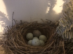 Haemorhous mexicanus