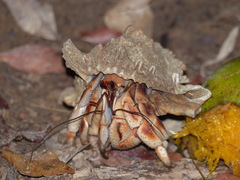 Coenobita violascens