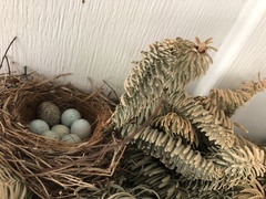 Haemorhous mexicanus