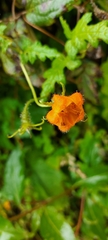Caiophora contorta