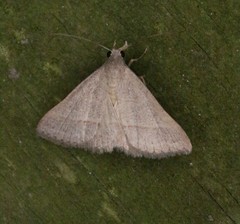 Hemeroplanis parallela