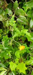 Caiophora contorta