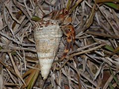 Coenobita violascens