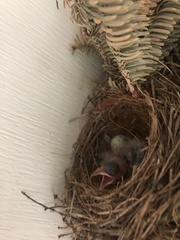 Haemorhous mexicanus