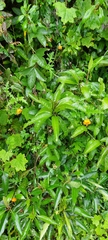 Caiophora contorta