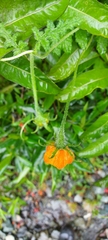 Caiophora contorta