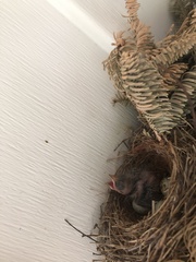 Haemorhous mexicanus