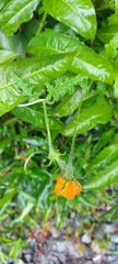 Caiophora contorta