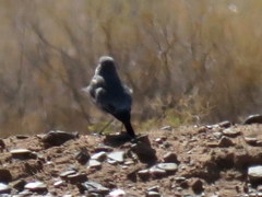 Galerida magnirostris magnirostris