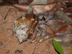 Coenobita violascens