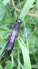 Xiphydria longicollis