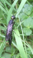 Xiphydria longicollis