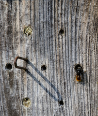 Osmia