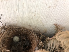 Haemorhous mexicanus