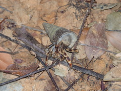 Coenobita violascens