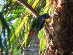 Pionus menstruus rubrigularis