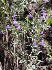 Hedeoma hyssopifolia