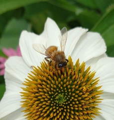 Apis mellifera