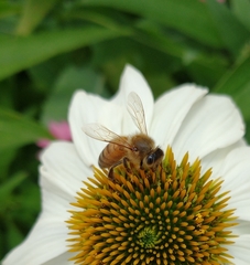 Apis mellifera