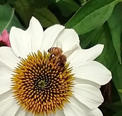 Apis mellifera
