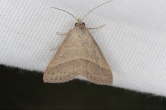 Hemeroplanis parallela